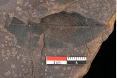 Foto (Detailsansicht) von Quercus palaeoilex Ettingshausen (NHMW-GEO-2024-0188-0783)